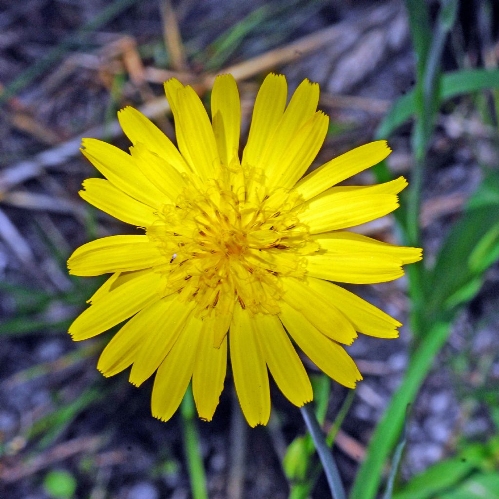 Un banale fiore giallo: Tragopogon orientalis